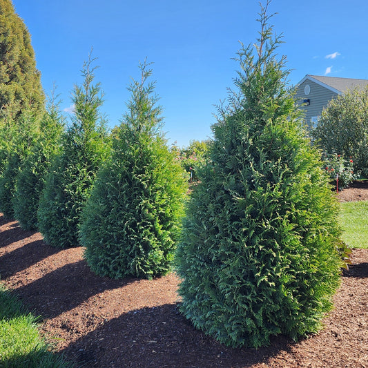 Thuja occidentalis - Junior Giant Arborvitae