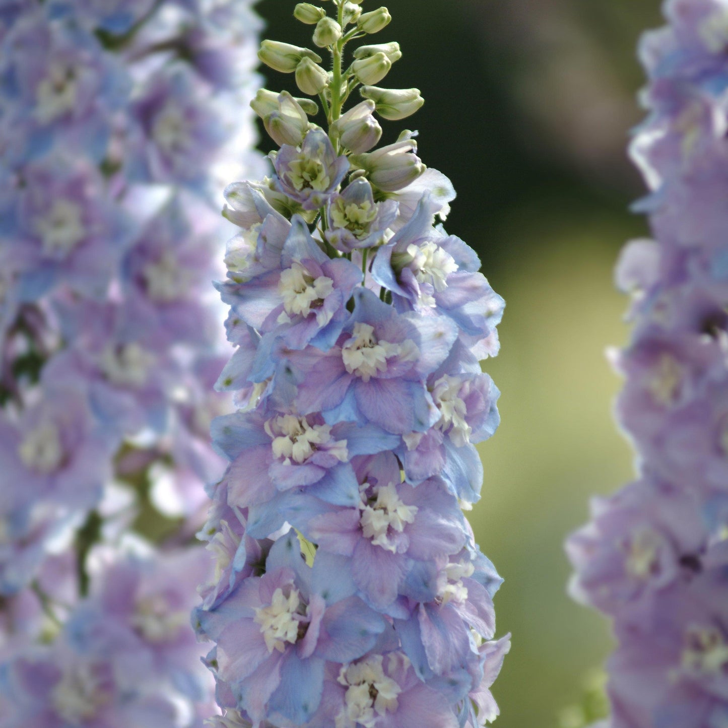Delphinium elatum - Guardian Lavender Delphinium