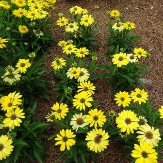 Echinacea - Sombrero® Summer Solstice Coneflower