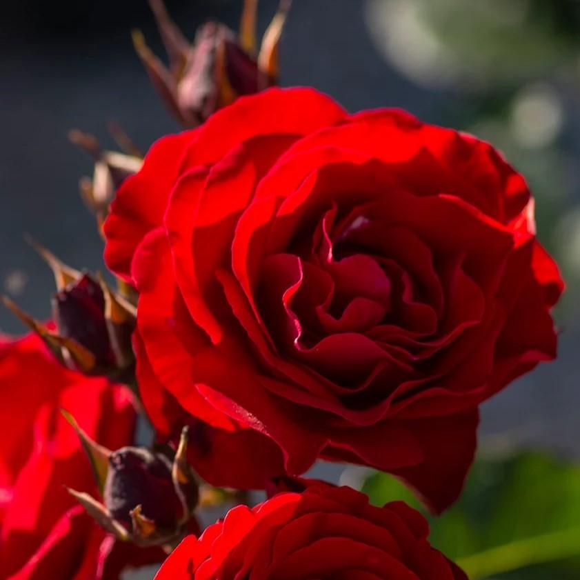 Rosa  - Europeana Rose