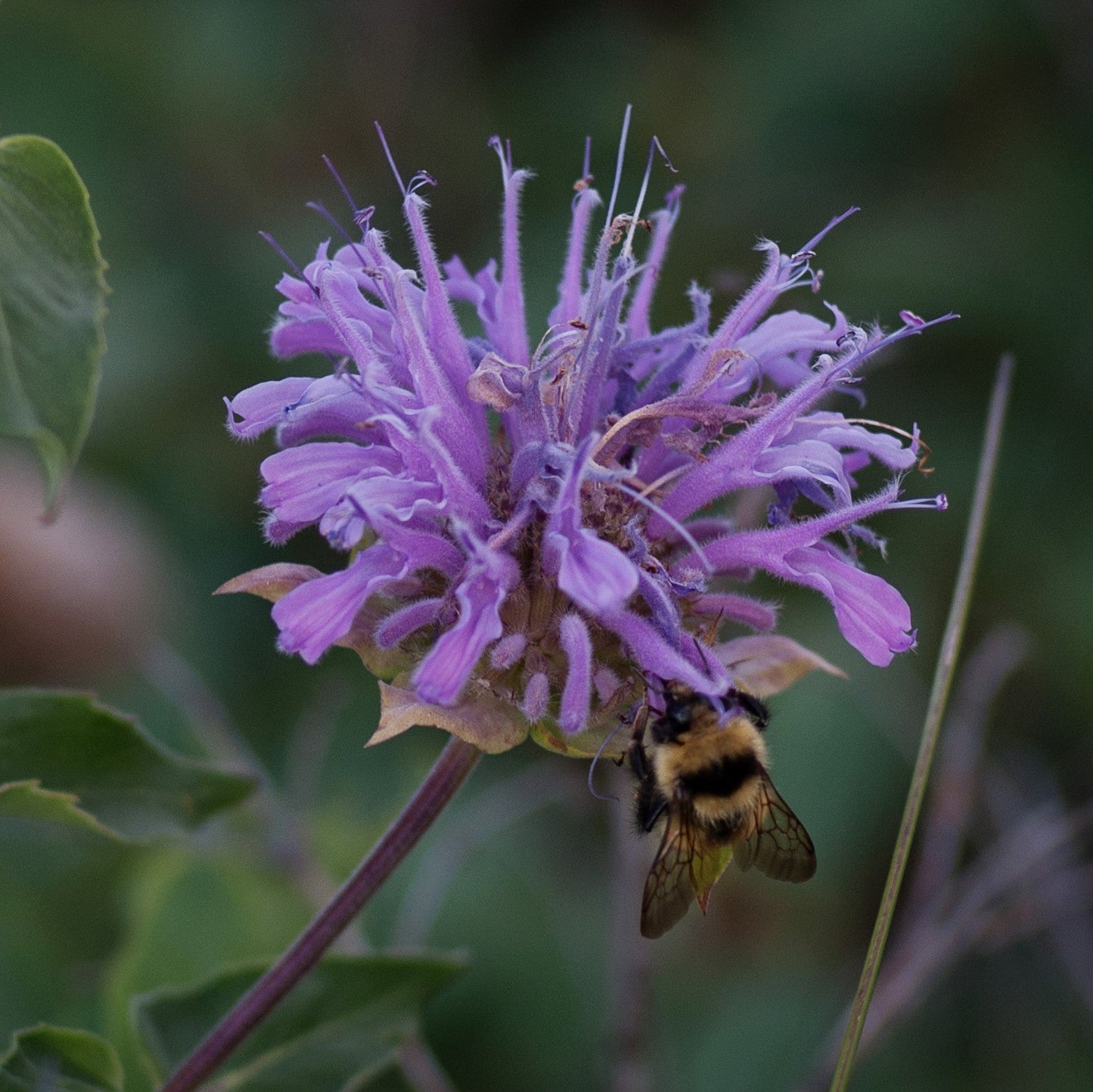 Monarda - Sugar Buzz® Blue Moon Bee Balm