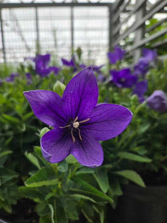 Platycodon grandiflorus - Sentimental Blue Balloon Flower
