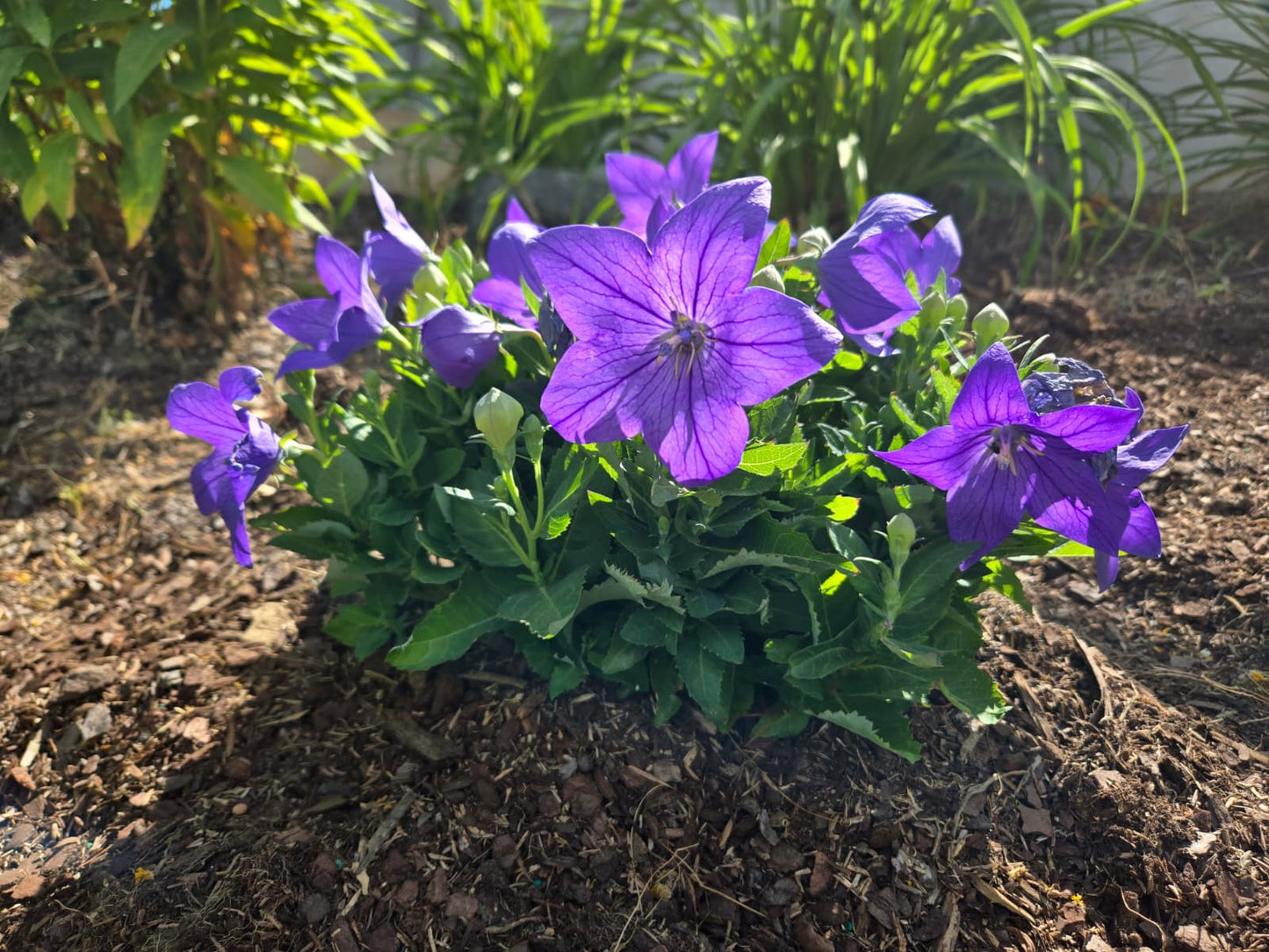 Platycodon grandiflorus - Sentimental Blue Balloon Flower