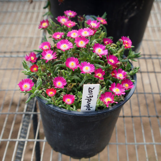 Delosperma cooperi - Jewel of Desert® Amethyst Ice Plant