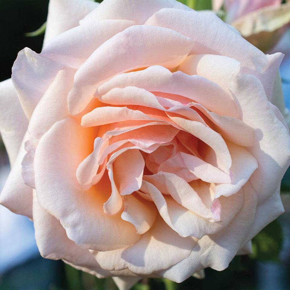 Rosa - Mother of Pearl® Rose