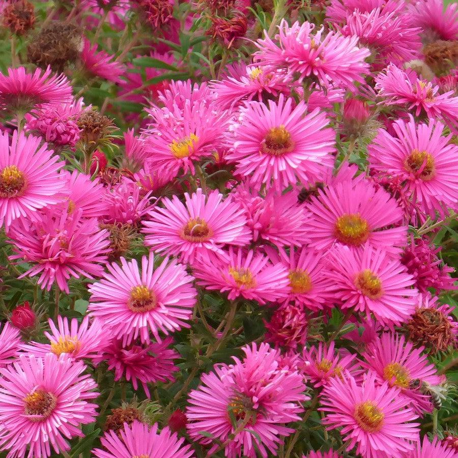 Aster novae-angliae - Vibrant Dome New England Aster
