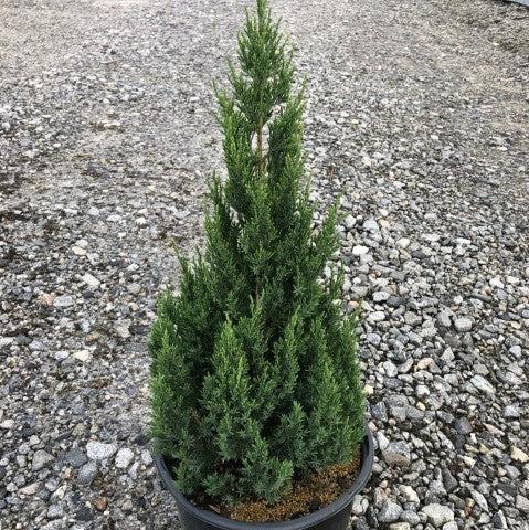 Juniperus chinensis - Blue Point Juniper