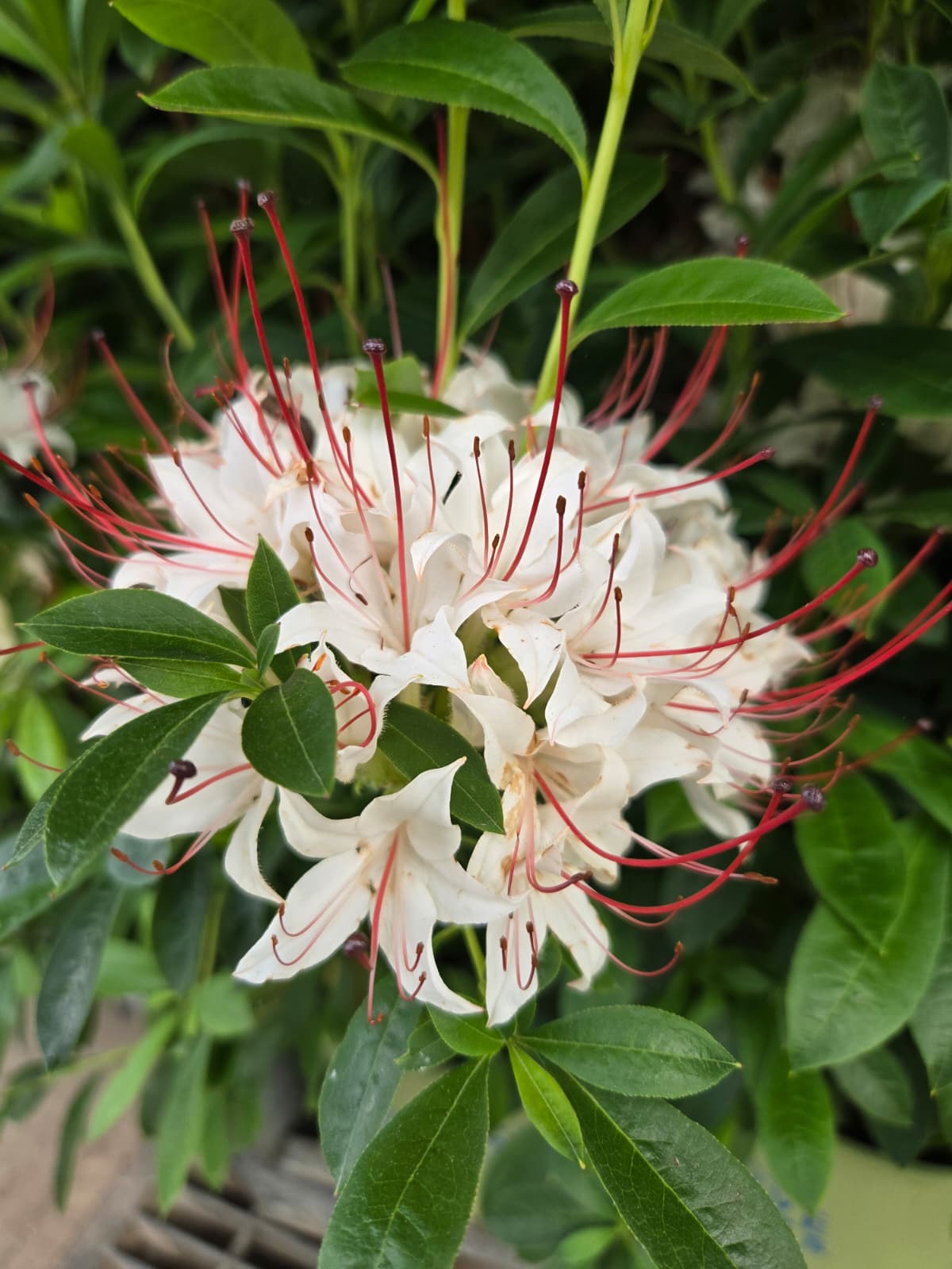 Azalea arborescens  - Sweet Azalea