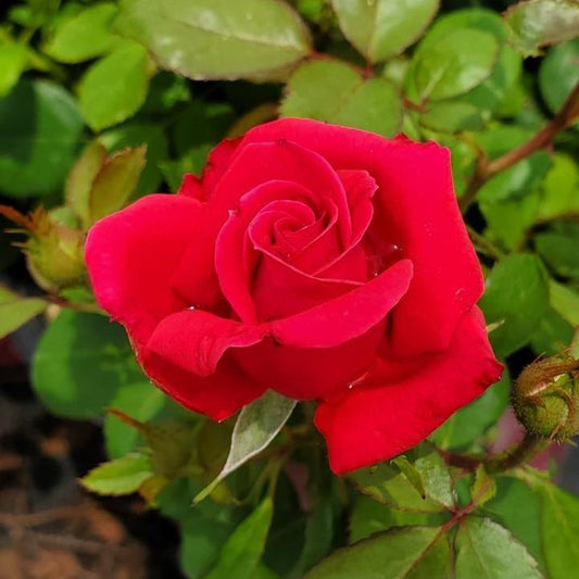 Rosa - Easy Elegance® My Girl Rose