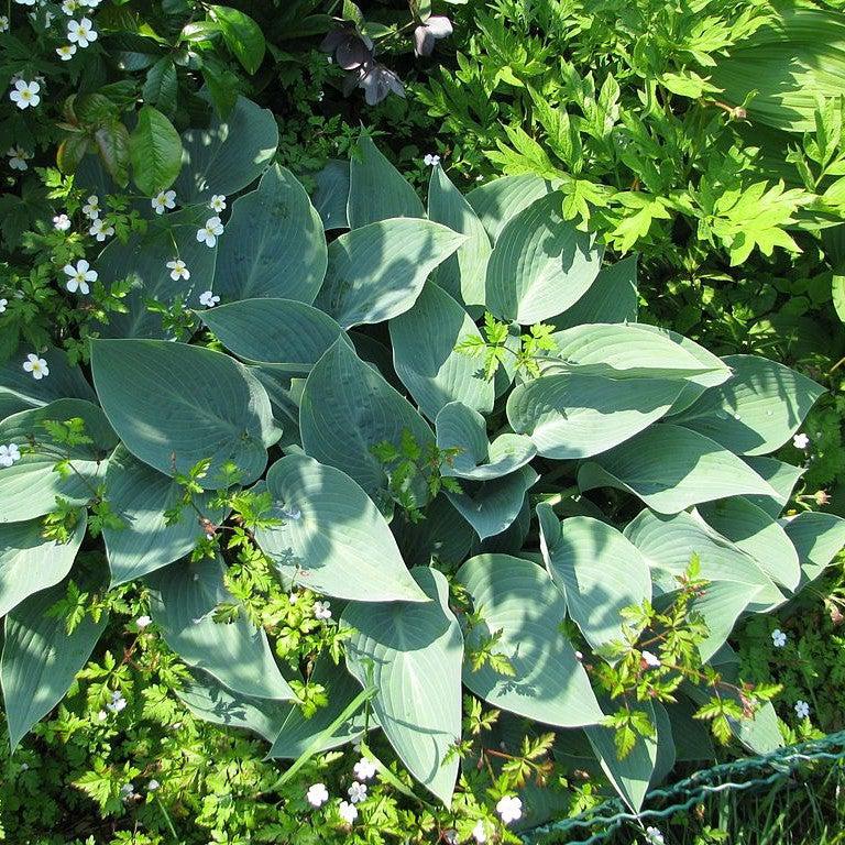Hosta - Halcyon Hosta