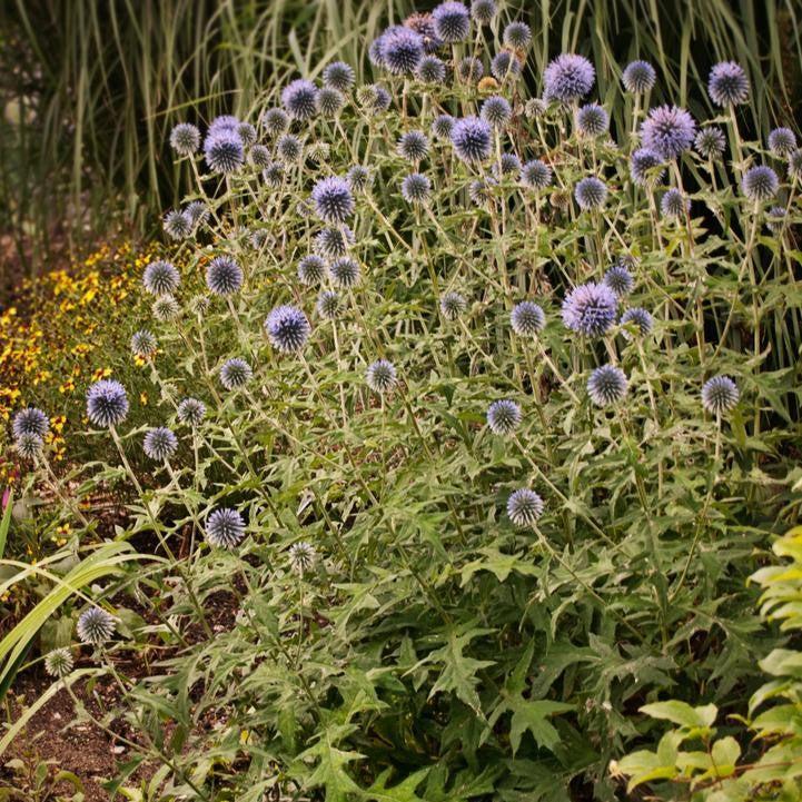 Echinops bannaticus  - Blue Glow Globe Thistle