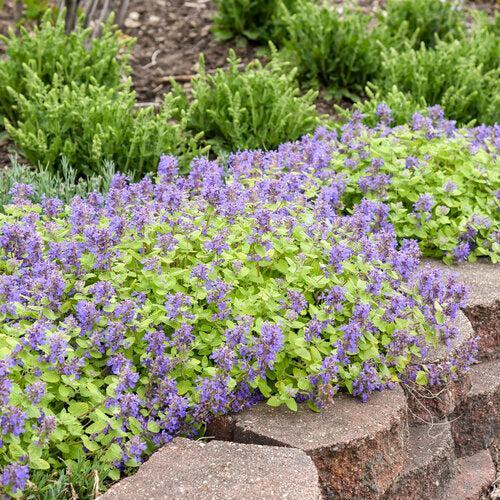 Nepeta x faassenii  - Lemon Purrfect Catmint