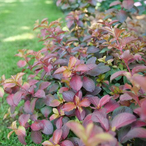 Weigela florida - Midnight Sun™ Weigela