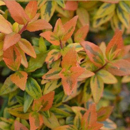 Abelia x grandiflora - Kaleidoscope Abelia