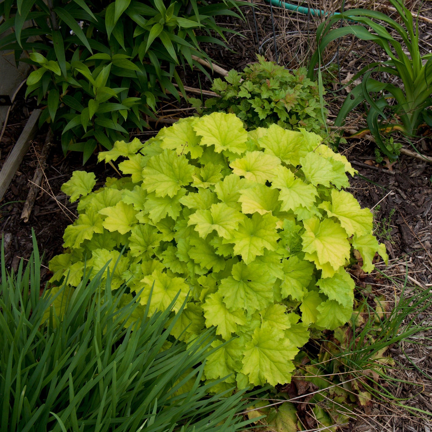 Heuchera - Guacamole Heuchera