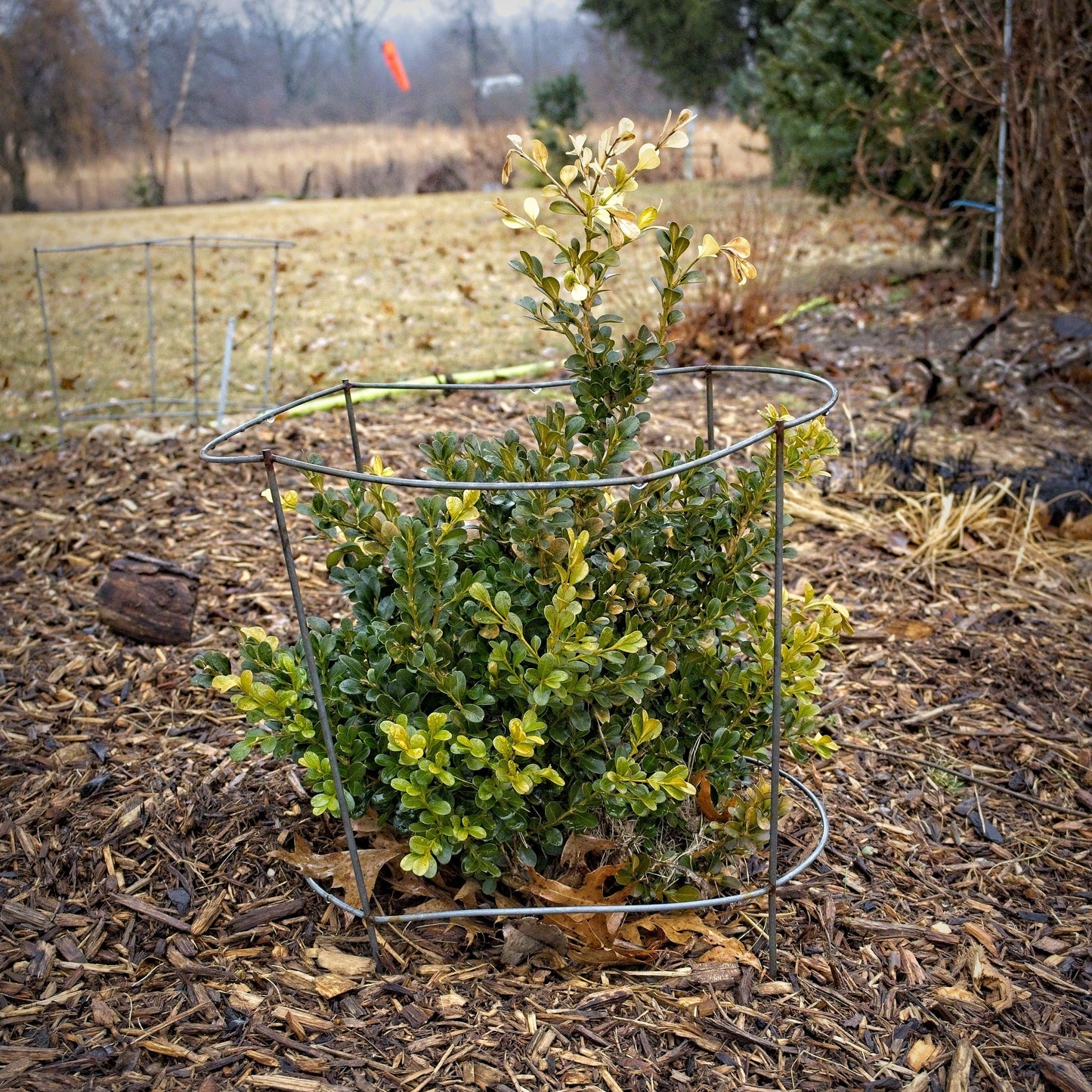 Buxus microphylla var. japonica - Green Beauty Boxwood