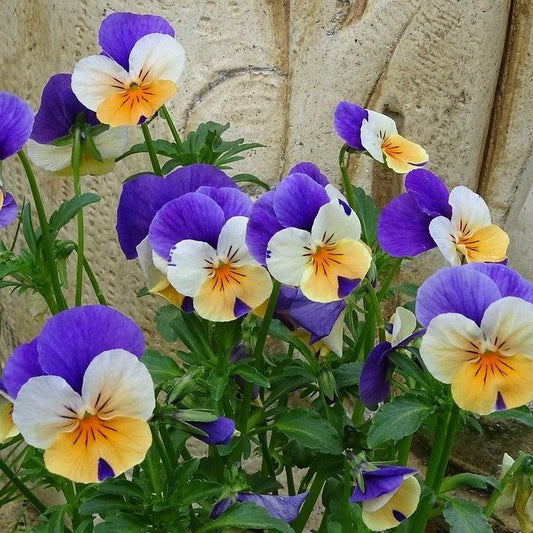 Viola cornuta - Penny™ Peach Jump-Up Viola