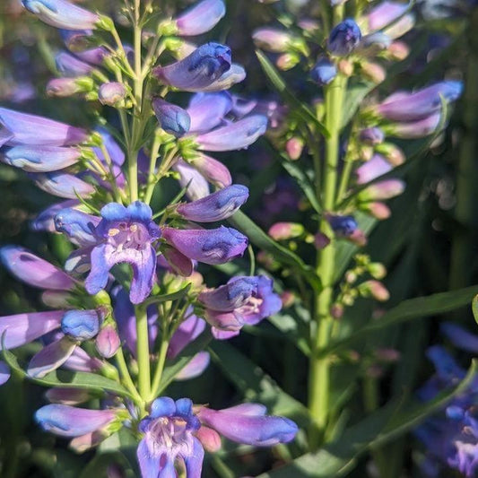 Penstemon - Pristine Blue Beardtongue