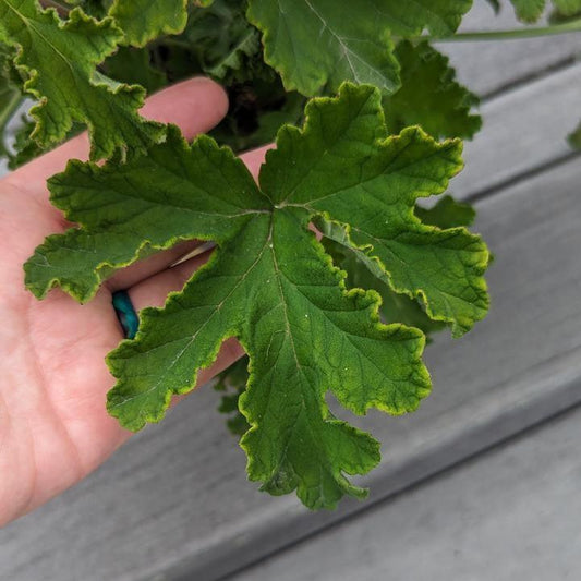 Pelargonium graveolens - Sweet Mimosa Scented Geranium