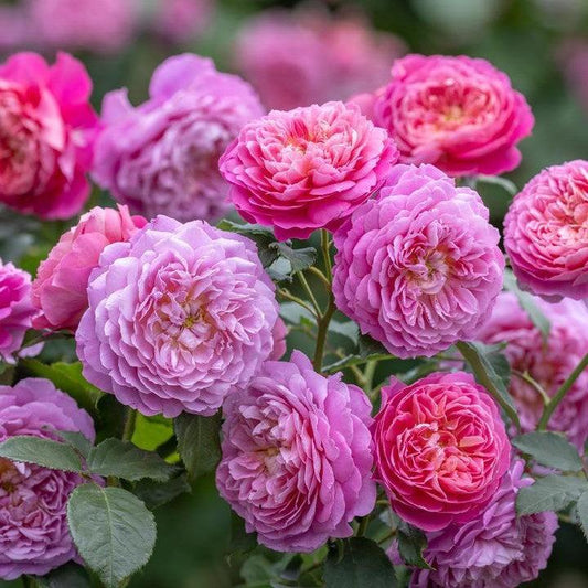 Rosa - Emma Bridgewater™ Rose