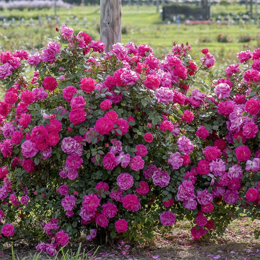 Rosa - Highwire Flyer™ Rose