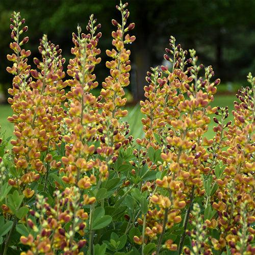 Baptisia - Decadence® Cherries Jubilee Baptisia