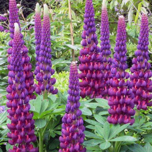 Lupinus polyphyllus - Westcountry™ Masterpiece Lupine
