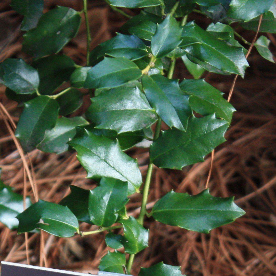 Ilex x meserveae - China Girl® Holly
