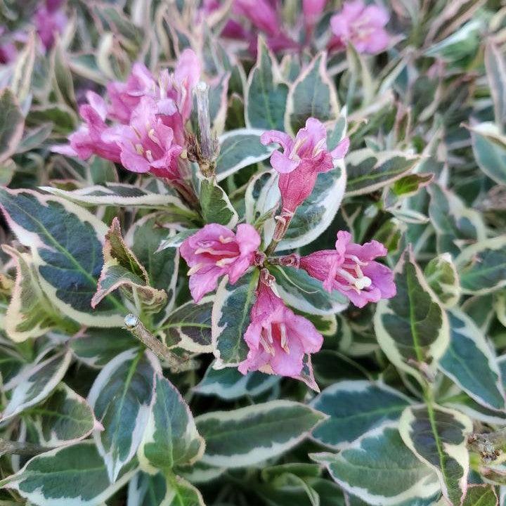 Weigela florida - My Monet Purple Effect® Weigela