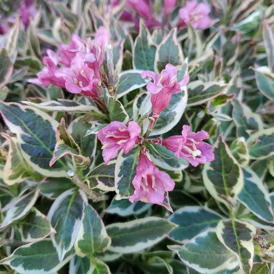 Weigela florida - My Monet Purple Effect® Weigela