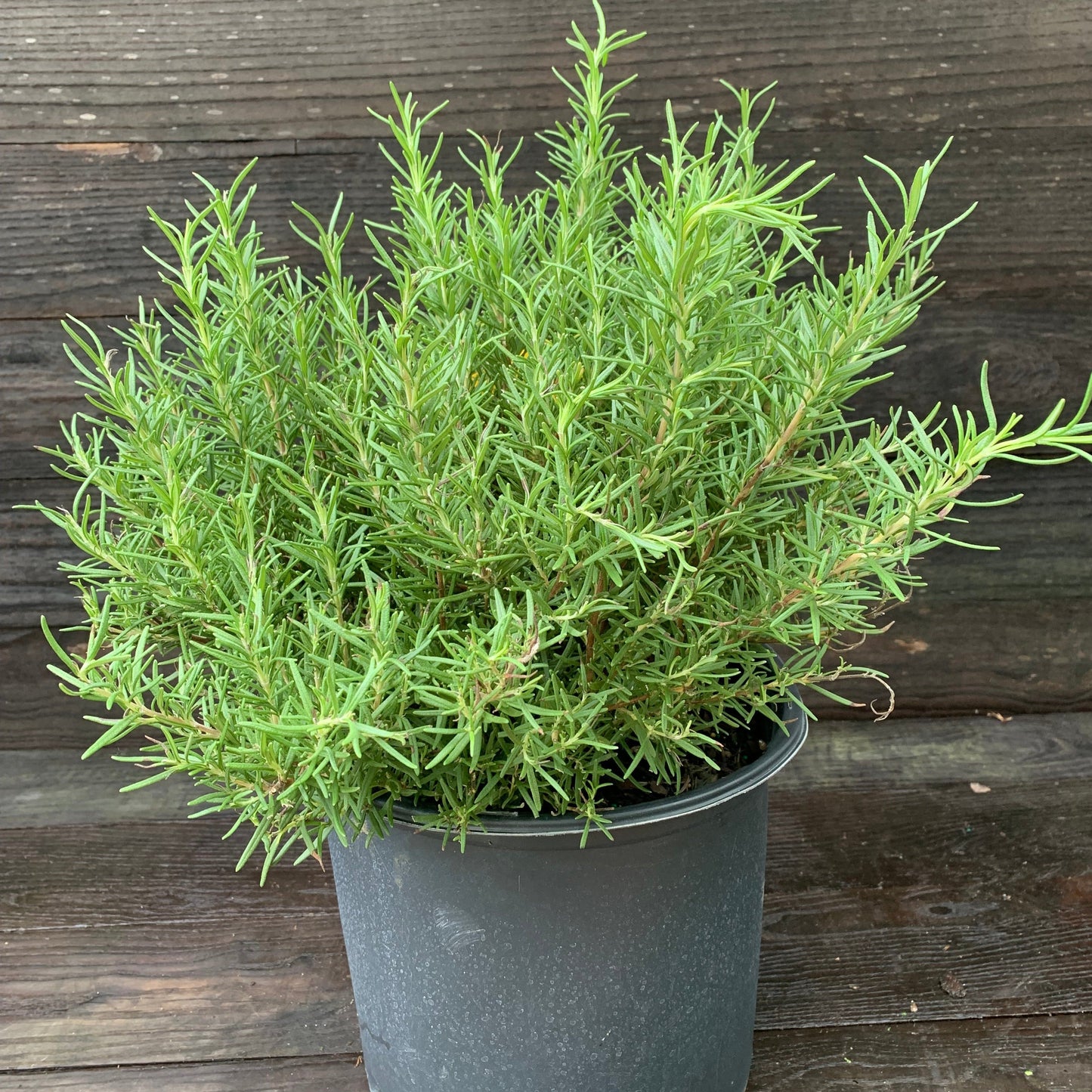 Rosmarinus officinalis - Tuscan Blue Rosemary