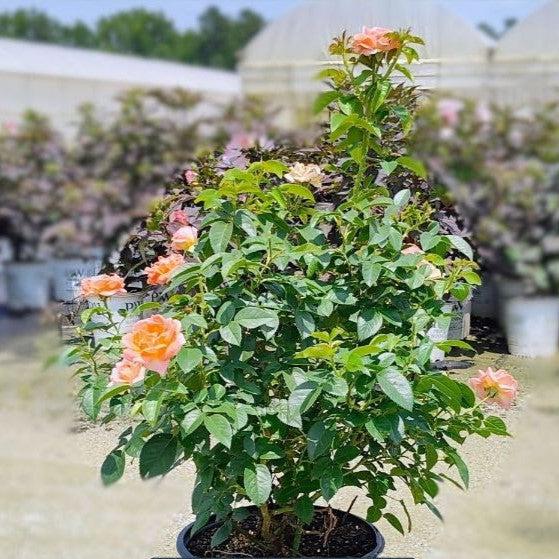Rosa - Orange Glow™ Knock Out® Rose