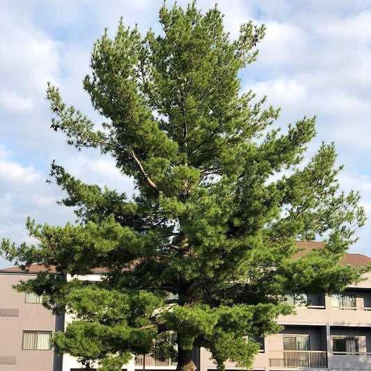 Pinus strobus  - White Pine