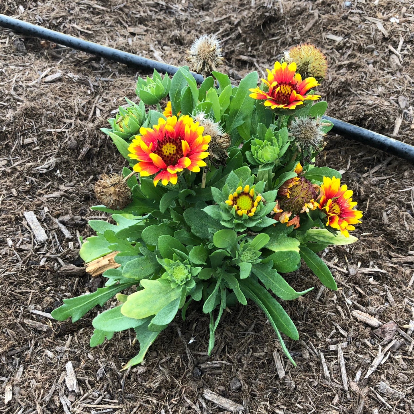 Gaillardia aristata 'Spintop Red Starburst'  - Spintop™ Red Starburst Blanket Flower