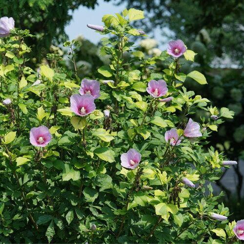 Hibiscus syriacus - PW® Paraplu Adorned® Rose of Sharon