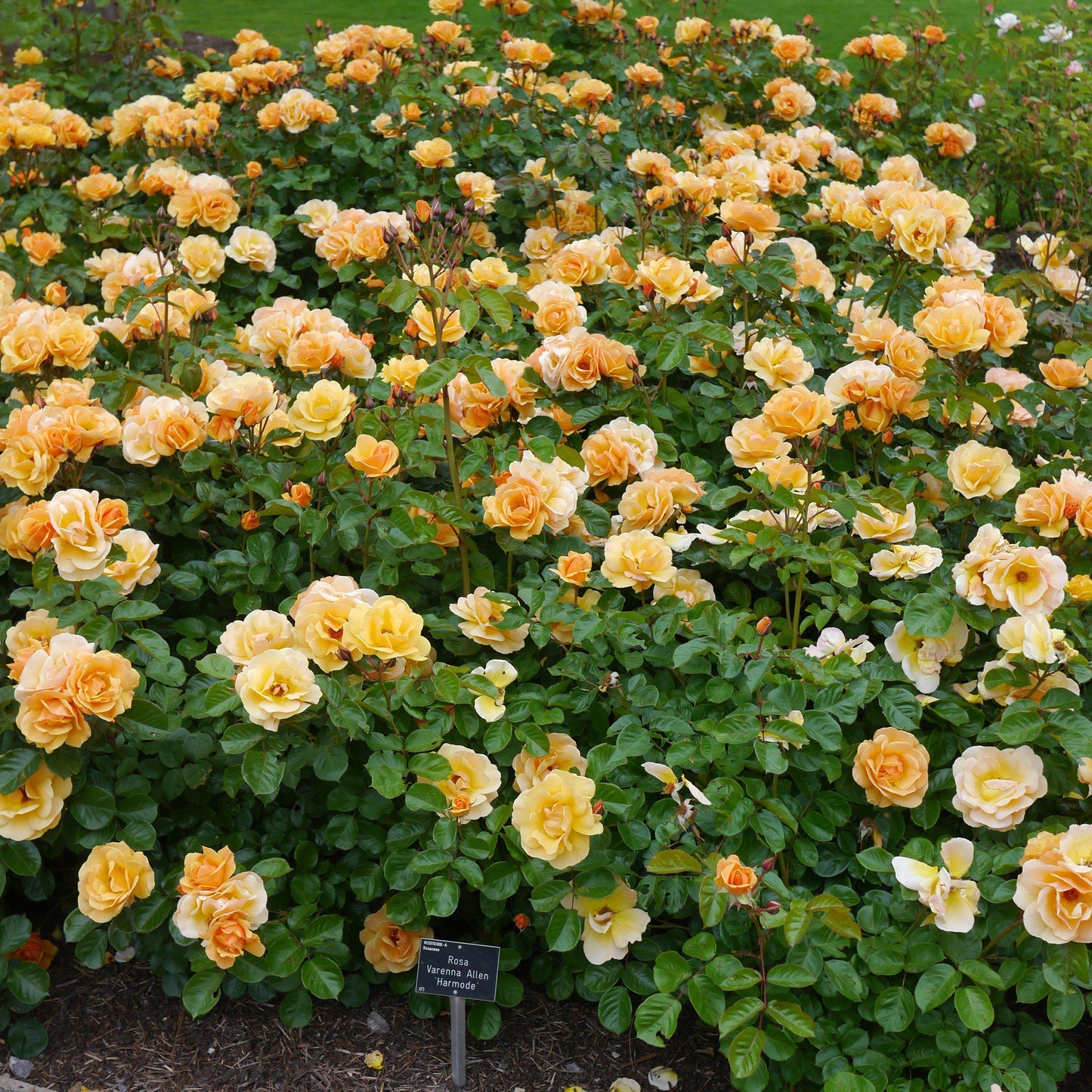 Rosa x - Flower Carpet® Amber Rose