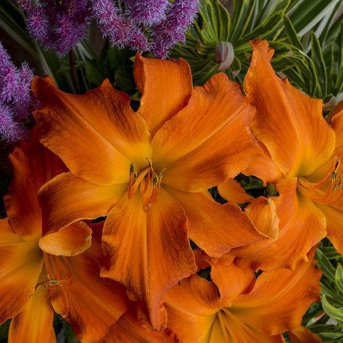 Hemerocallis - Rainbow Rhythm® 'Primal Scream' Daylily
