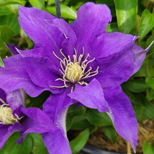 Clematis - Boulevard® Olympia™ Clematis