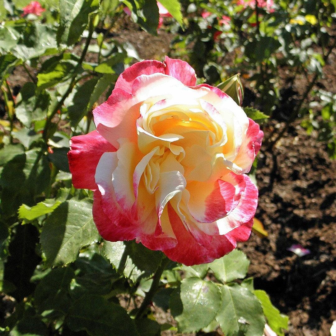 Rosa - Double Delight™ Rose