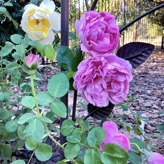 Rosa - Charles Rennie Mackintosh Rose