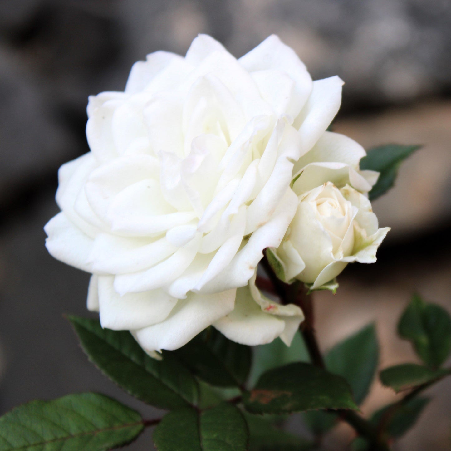 Rosa 'Meizorland’ - White Drift® Rose