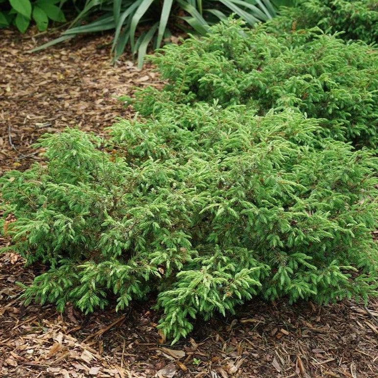 Juniperus communis - Tortuga® Juniper