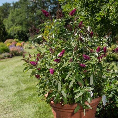 Buddleia davidii - First Editions® Funky Fuchsia™ Butterfly Bush