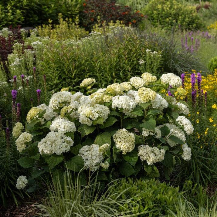 Hydrangea arborescens - First Editions® FlowerFull™ Smooth Hydrangea