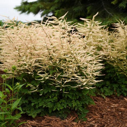 Aruncus - Chantilly Lace Goat's Beard