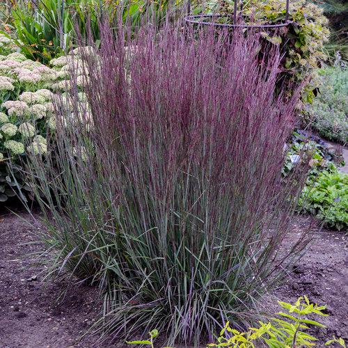 Schizachyrium scoparium - 'Blue Paradise' Little Bluestem