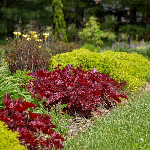 Heuchera - Dolce® Cherry Truffles Heuchera