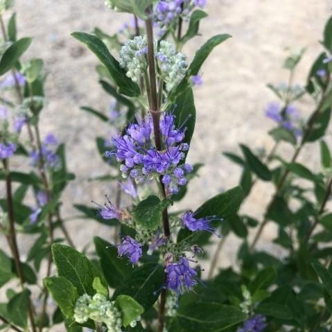 Caryopteris × clandonensis - Dark Knight Bluebeard
