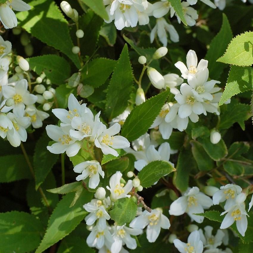 Deutzia gracilis - Dwarf Nikko Deutzia