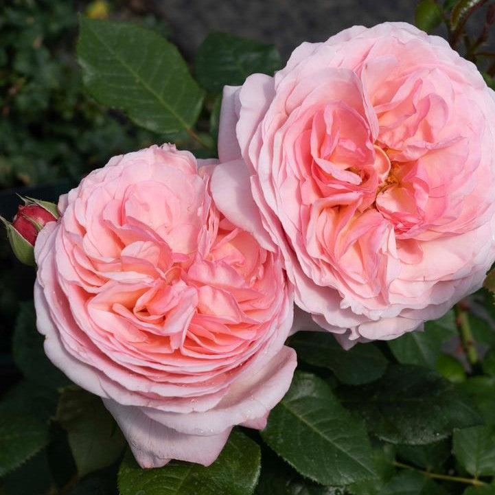 Rosa - Martha Stewart™ Rose